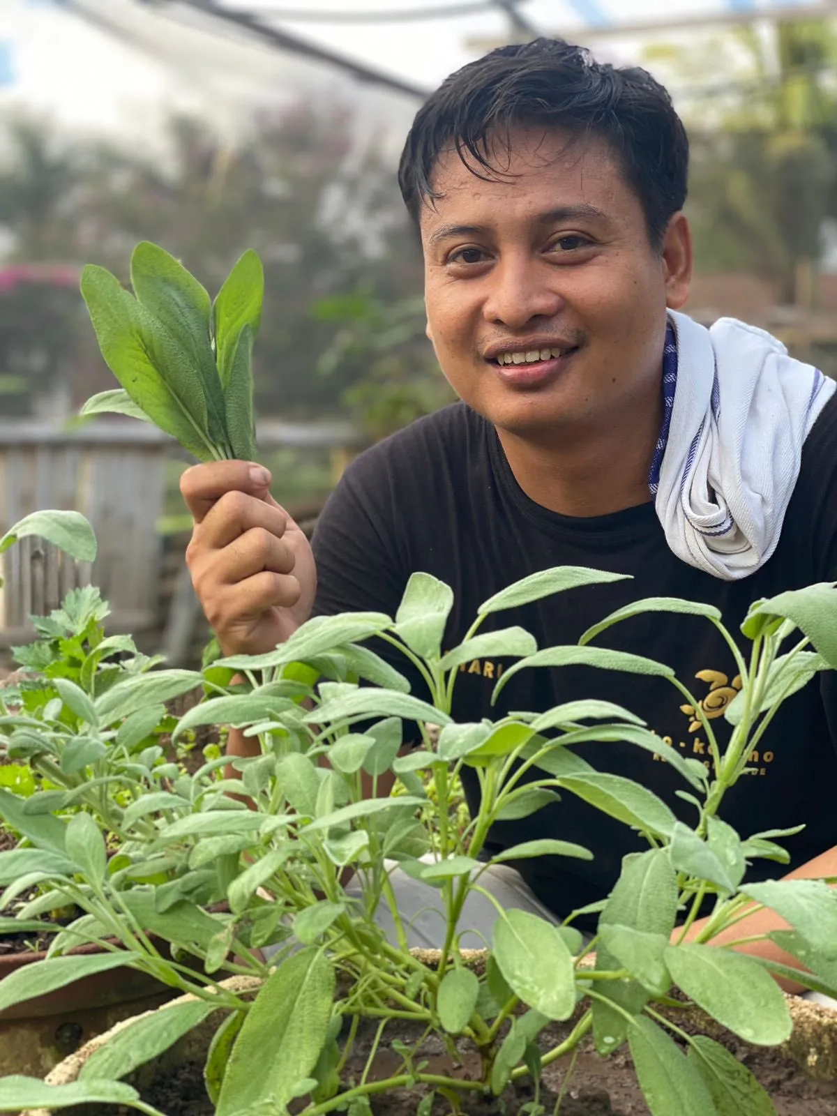 Ko-Ko-Mo Salad Garden