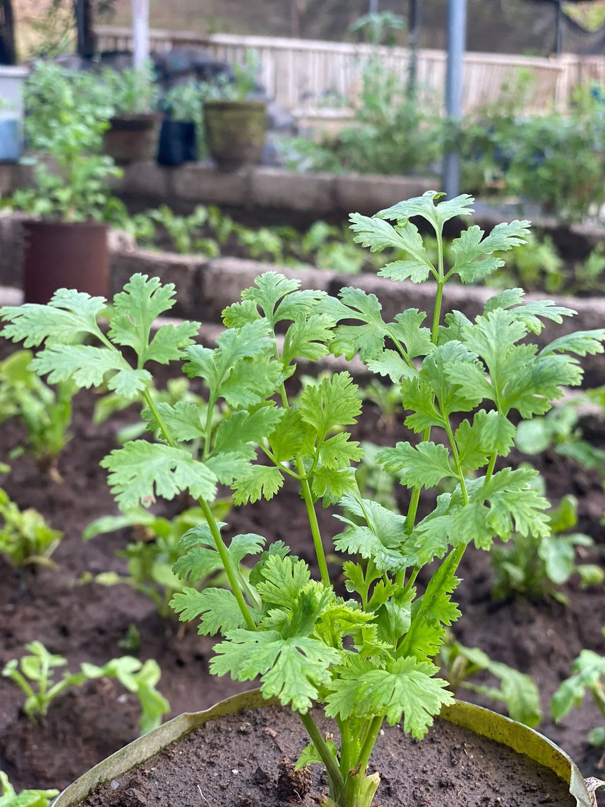 Cultivating Connection with Nature