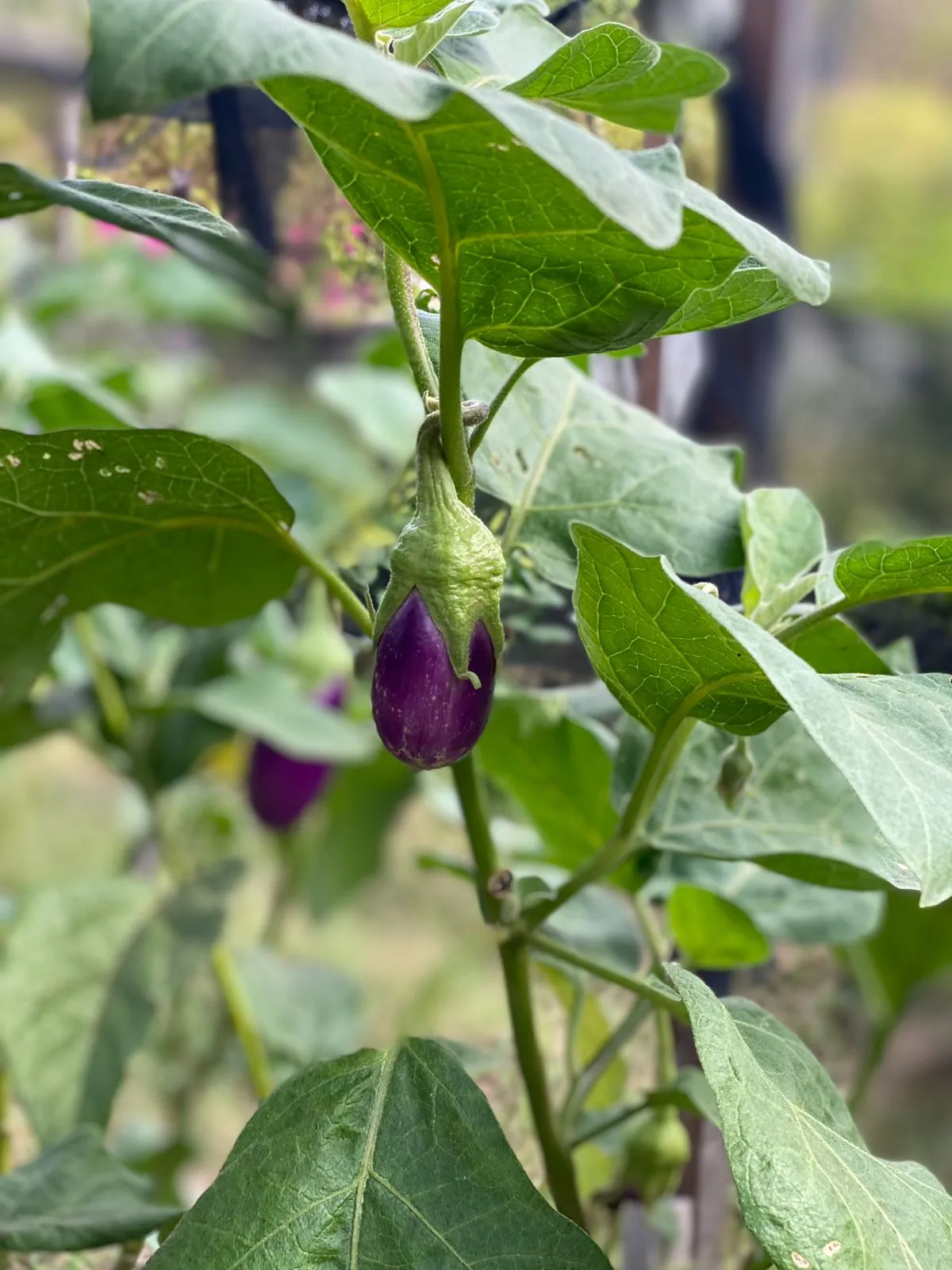 Ko-Ko-Mo Garden